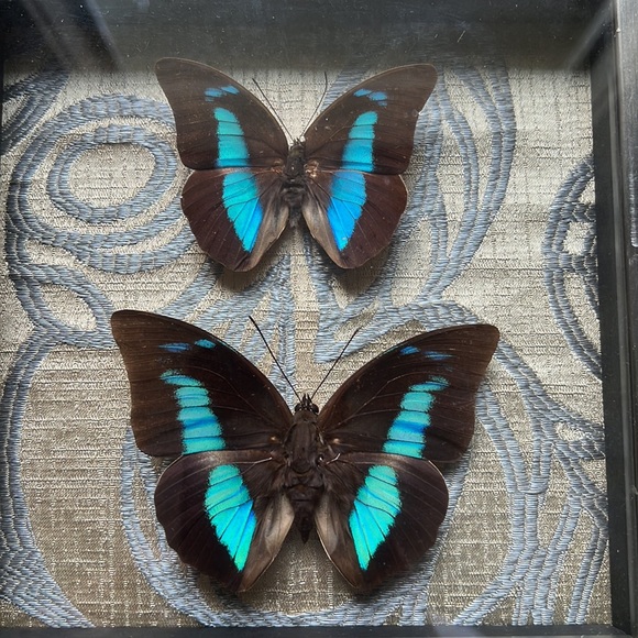 Beautifully & professionally framed Prepona butterfly specimens. - Picture 2 of 7